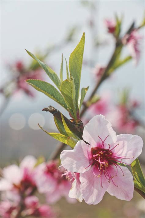 增強桃花運